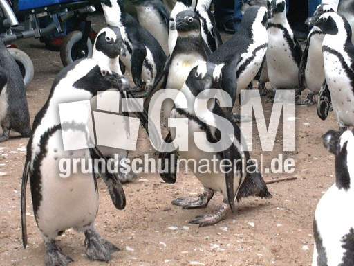 Brillenpinguine-2.jpg